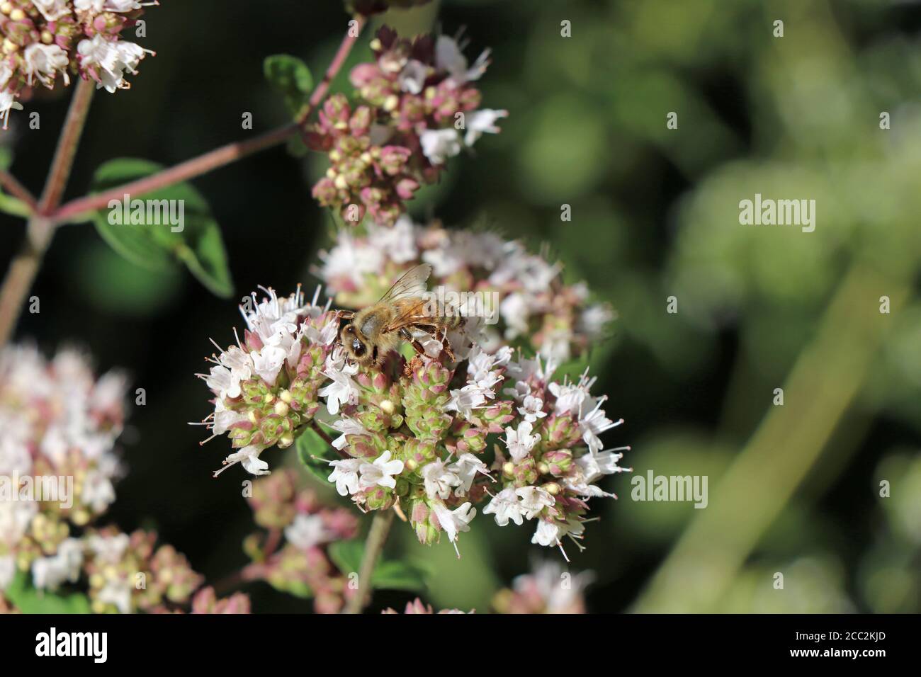 L'abeille recueille le pollen des fleurs d'origan en Allemagne Banque D'Images