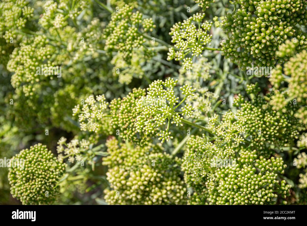 Gros plan sur le fenouil de mer ou le saphir de roche. Crithmum maritimum L. Apiaceae Banque D'Images