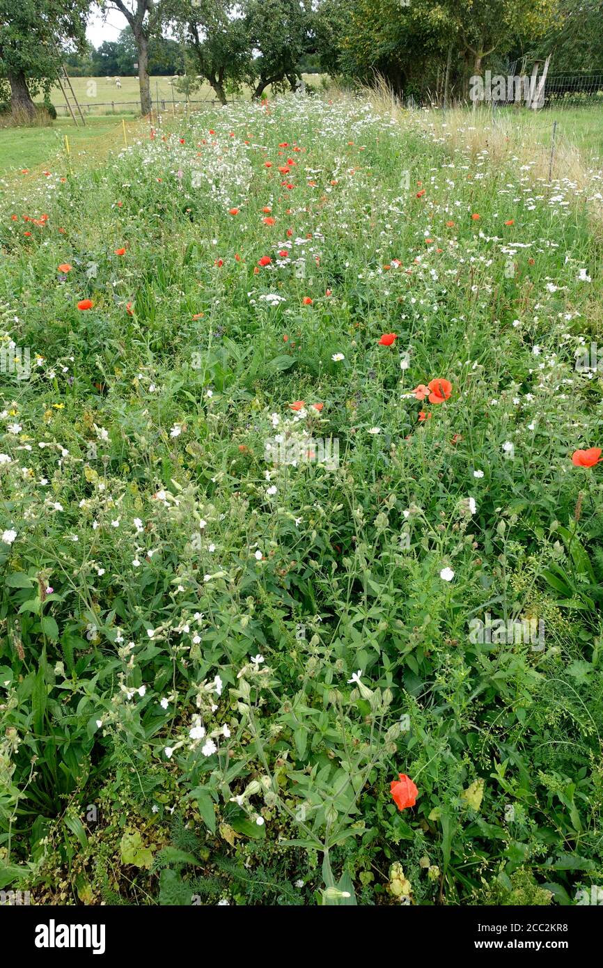 Une grande partie du champ planté avec des fleurs sauvages indigènes 4 mois plus tôt et clôturé pour garder hors des lapins, et maintenant en fleur, Colemans Hill Farm, Mickleton Banque D'Images