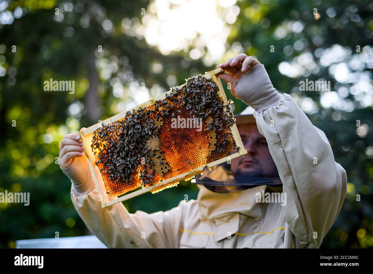 Portrait de l'homme apiculteur tenant un cadre en nid d'abeille plein d'abeilles dans l'apiaire. Banque D'Images