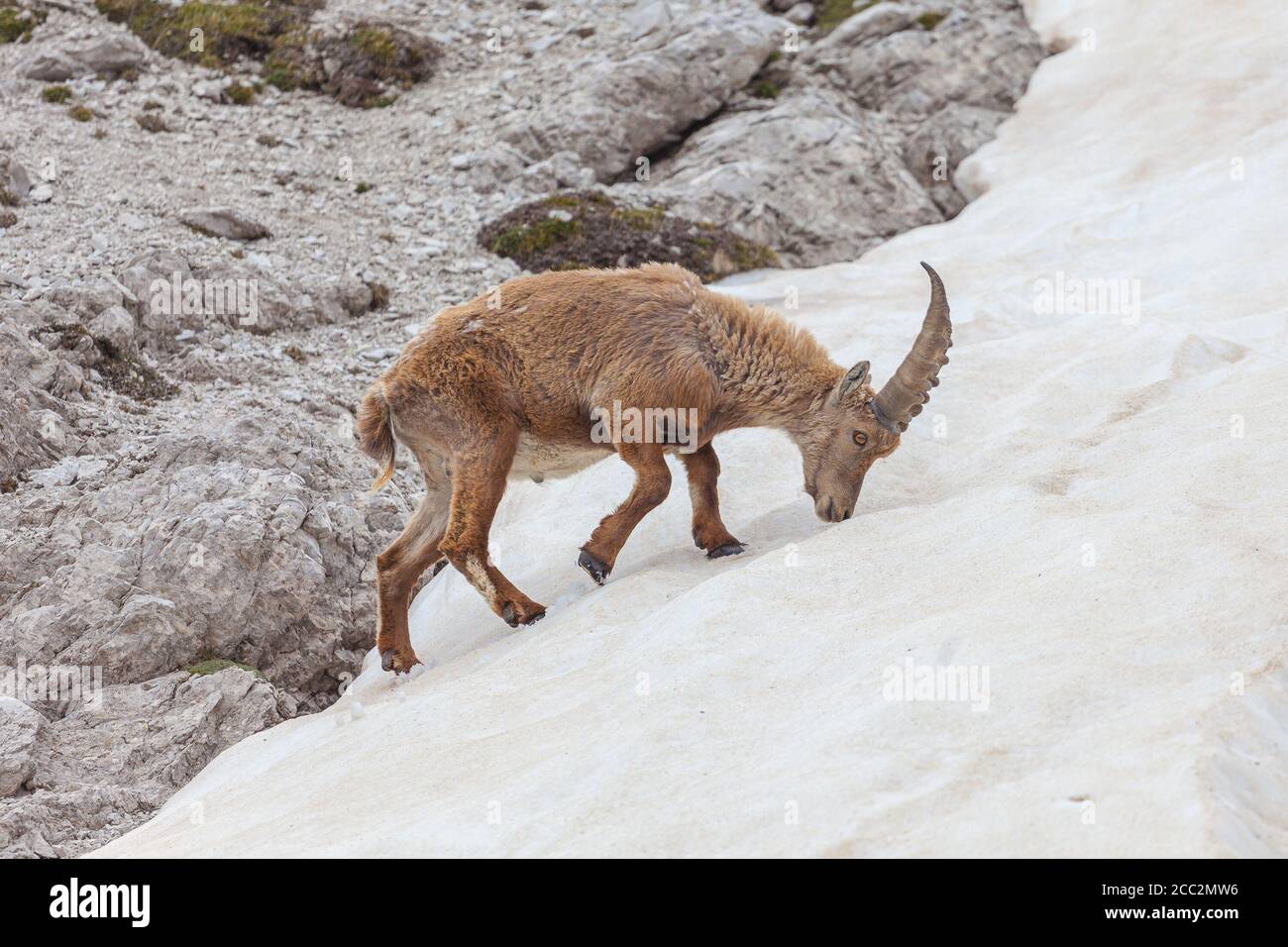 Jeune ibex à la recherche de nourriture dans la neige, Dolomites, Italie. La vie sauvage des animaux de haute montagne Banque D'Images
