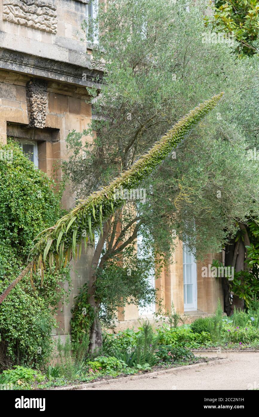 Echium pininana. Le brillant de vipère géant en été au jardin botanique d'Oxford, Oxford, Oxfordshire, Angleterre Banque D'Images