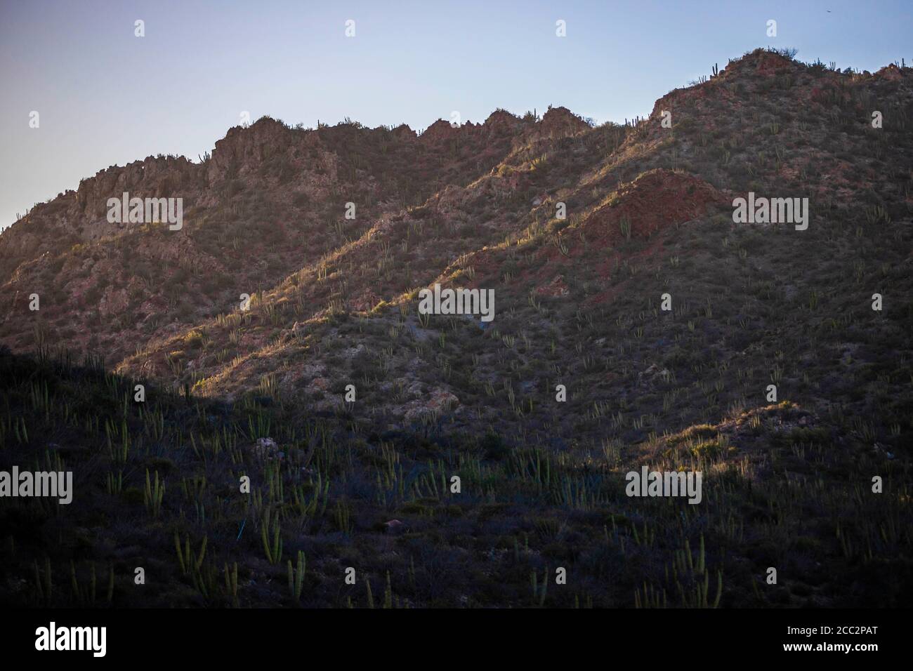 Cactus, Sahuaros dans les collines d'El Colorado au coucher du soleil, désert de Sonora, Mexique. (Photo par Luis Gutierrez / Norte photo) Cactus, Sahuaros en los cerros de El Colorado al atardecer, desierto de Sonora, Mexique. (Photo par Luis Gutierrez /Norte photo) Banque D'Images