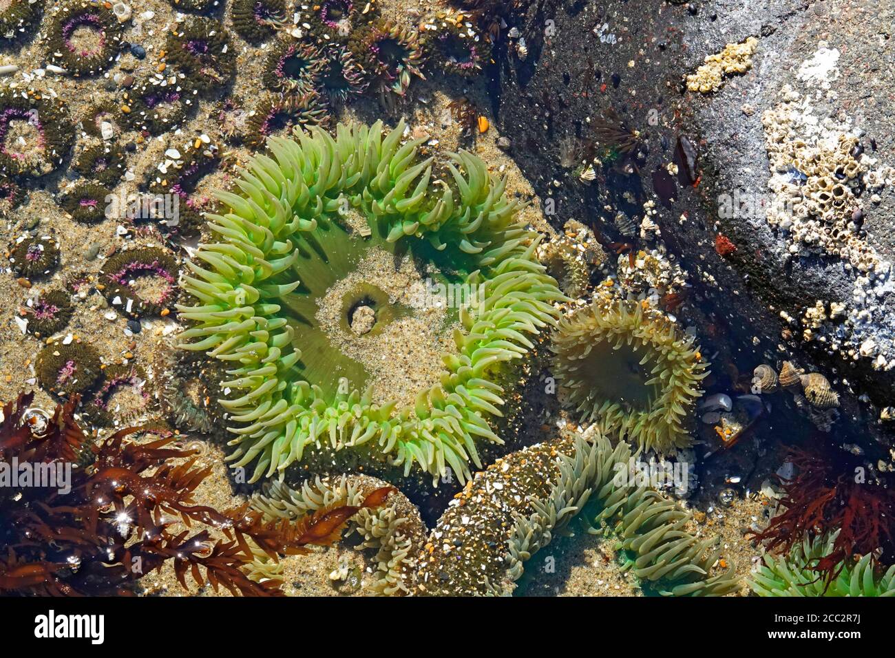 Anémones géants de la mer verte, Anthopleura xanthogrammica, ouvert et nourrissant, dans une piscine à marée le long de la côte de l'océan Pacifique près de la ville de Yachats, Oregon Banque D'Images
