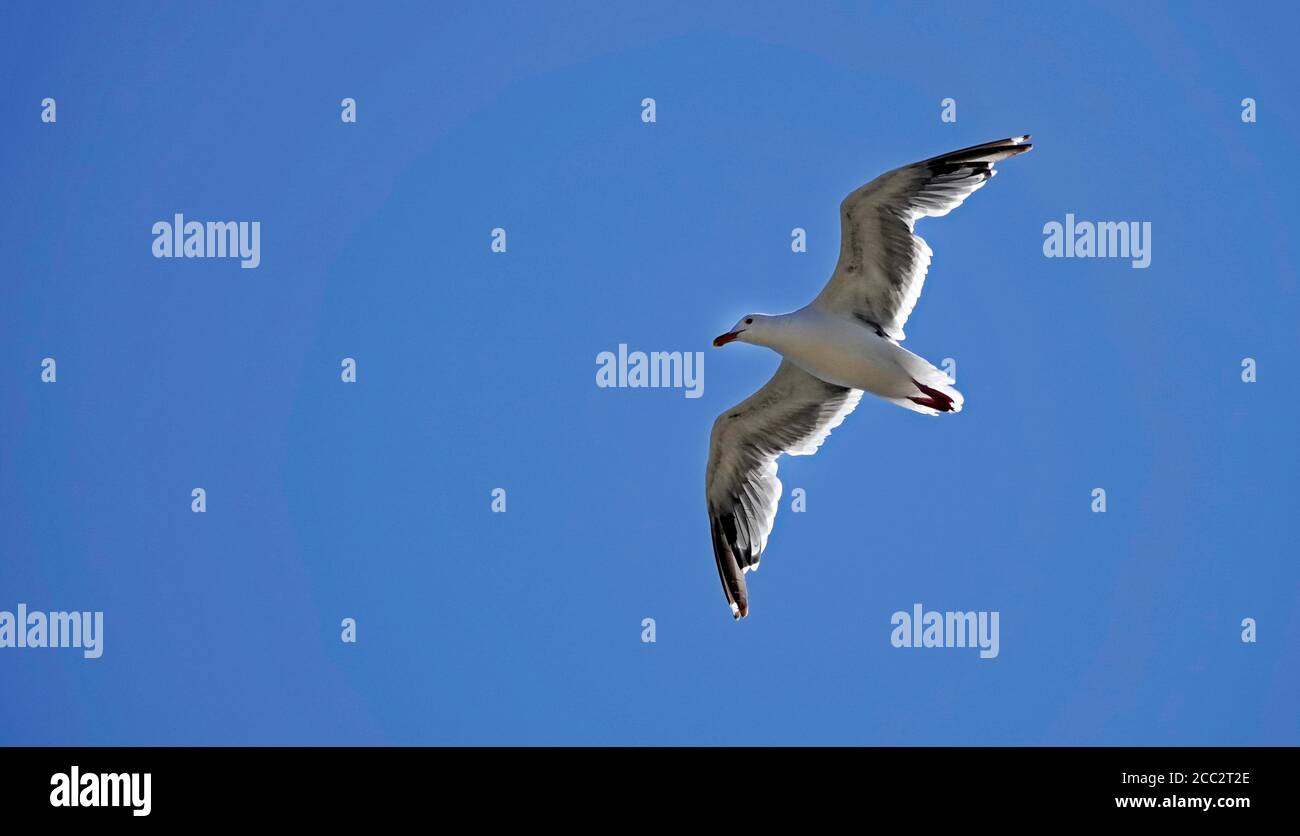 Un mouette de Californie qui s'envolent sur la brise a éve une plage solitaire sur la côte Pacifique de l'Oregon près de la ville de Yachats, Oregon. Banque D'Images