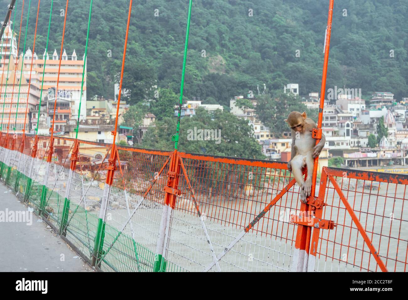 Singes macaques indiens au pont suspendu en fer Lakshman Jhula, Rishikesh, Inde. Banque D'Images