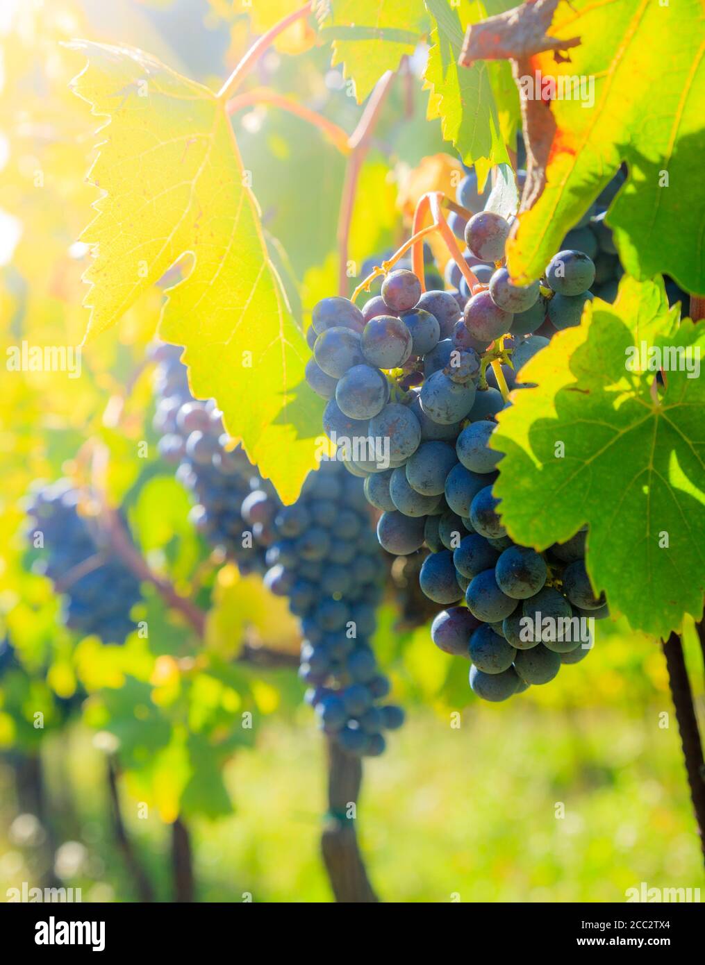 Gros plan de grappes de raisins bleus sur vignes dans un vignoble de Toscane, Italie Banque D'Images