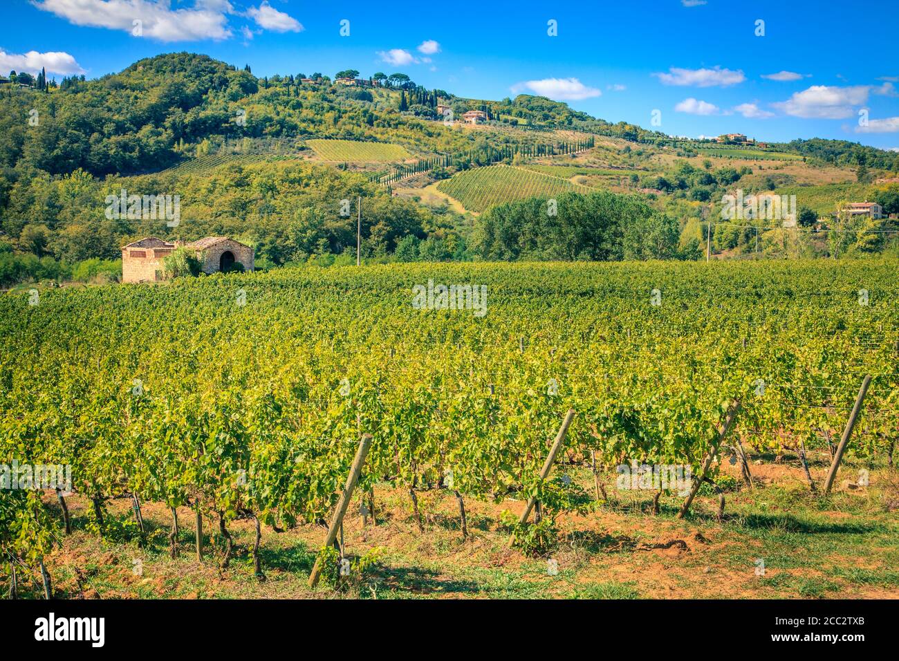 Rangées de vignes récoltées dans un vignoble en Toscane, Italie o Banque D'Images