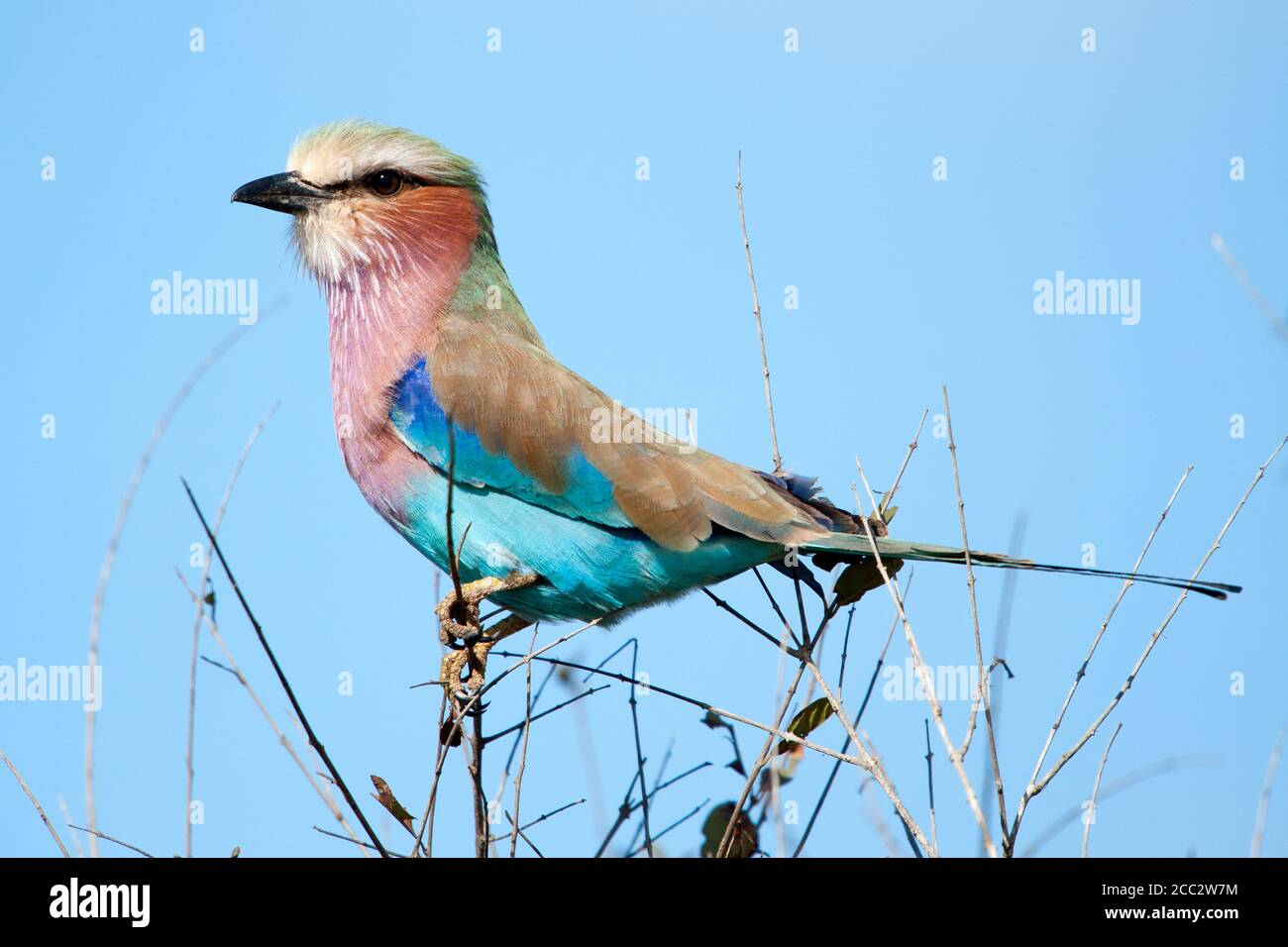 Lilas Breasted Roller Coracias caudata Parc national Kruger, Afrique du Sud Banque D'Images