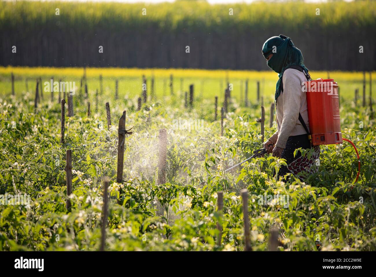 Asha Maya Gurung (47) pulvérise sa culture de tomate avec des pesticides sur sa ferme du district de Nawalparasi, province no 5, Népal. Dans le cadre du projet de résilience contre les inondations transfrontières de LWR, LWR a introduit une nouvelle variété de tomates tolérantes au froid dans la ferme de Mme Gurung, lui permettant de cultiver en hiver et d'éviter ainsi les dommages ou la destruction potentiels de sa récolte par les inondations pendant la saison de la mousson pluvieuse. Banque D'Images