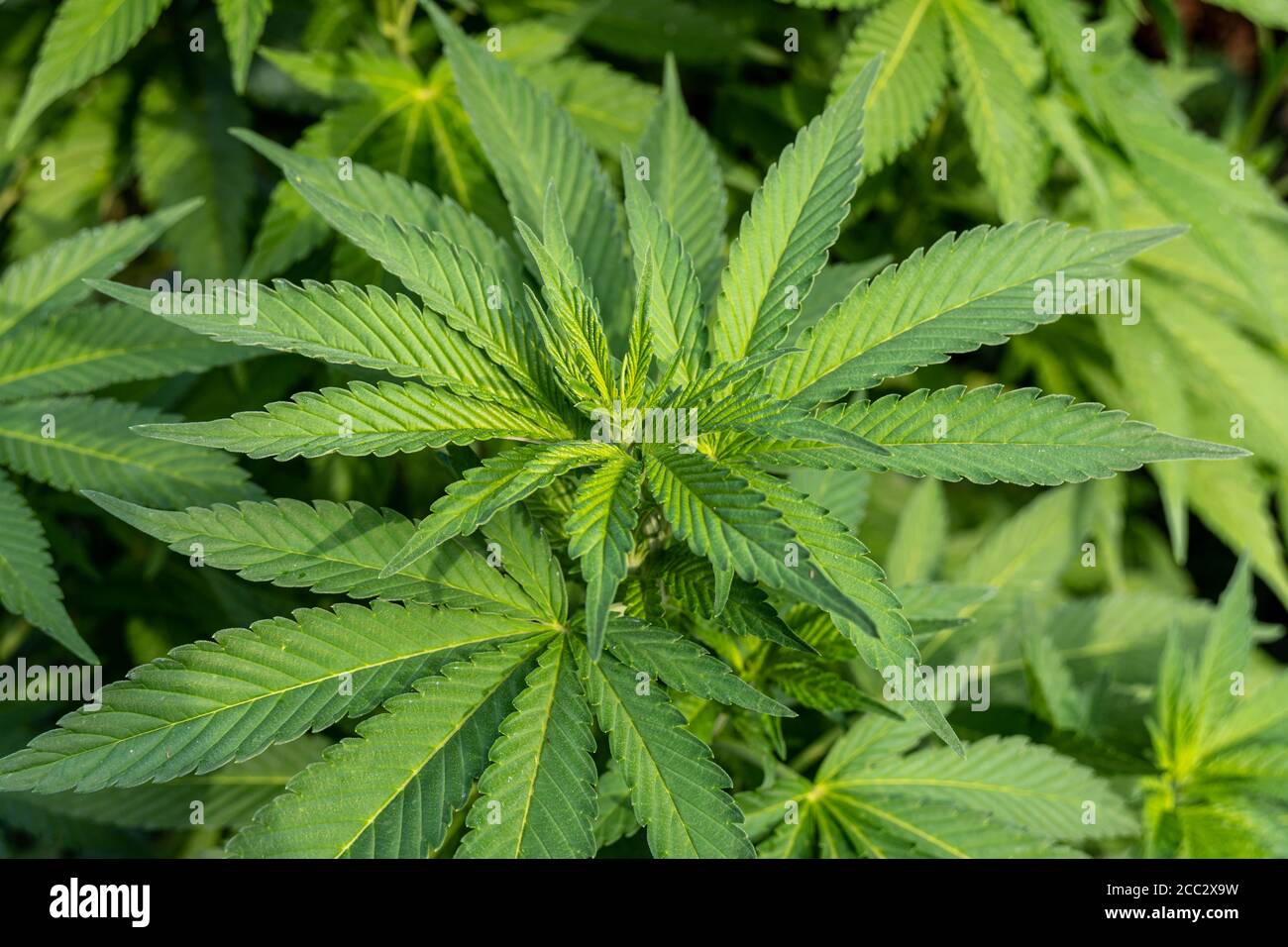 gros plan de la feuille verte, du cannabis ou de la marihuana Banque D'Images
