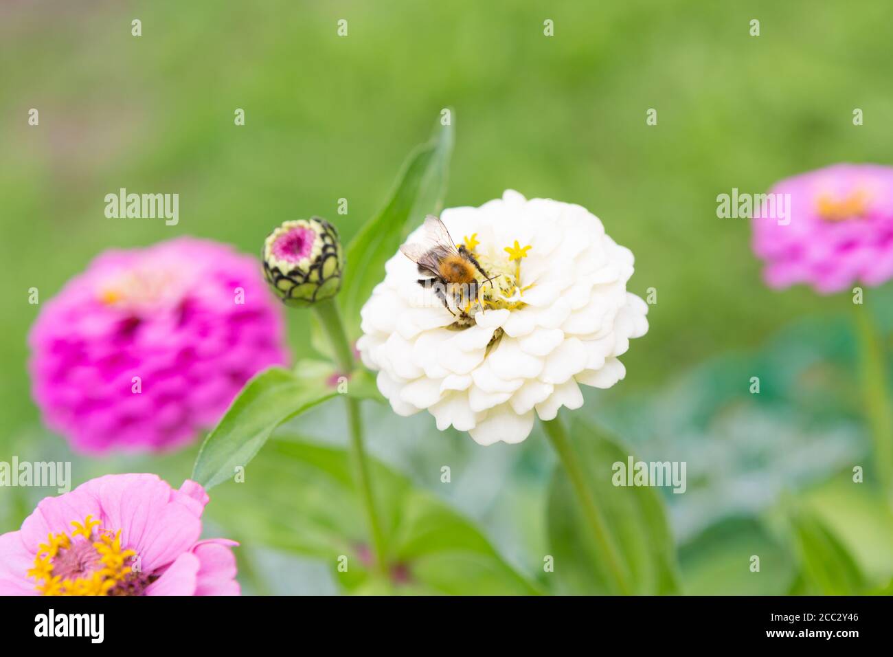 Fleurs sur fond flou. Gros plan sur les fleurs. Arrière-plans d'été. Banque D'Images