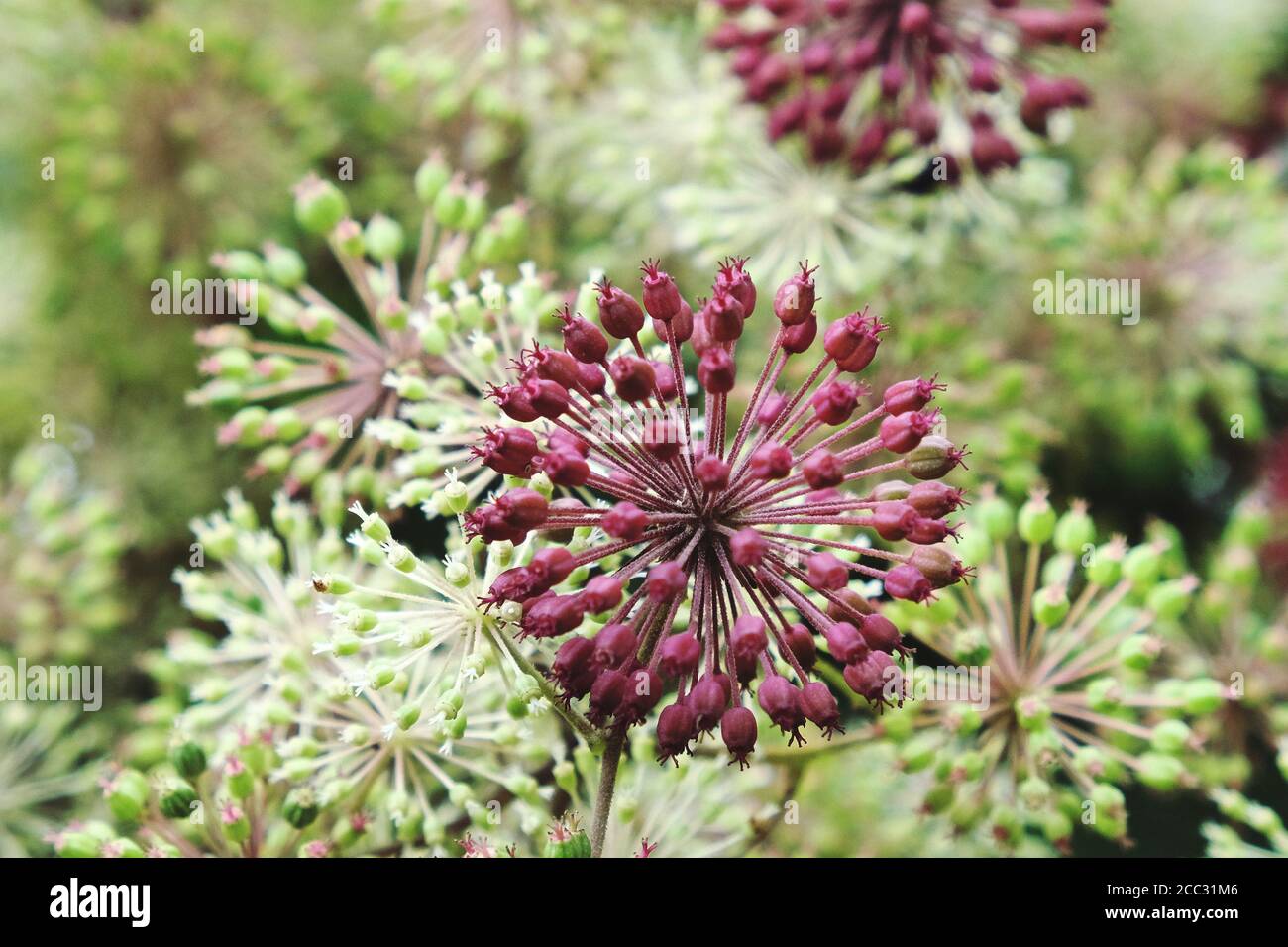 Tête de semence de la bague « un roi » Aralia cordata Banque D'Images