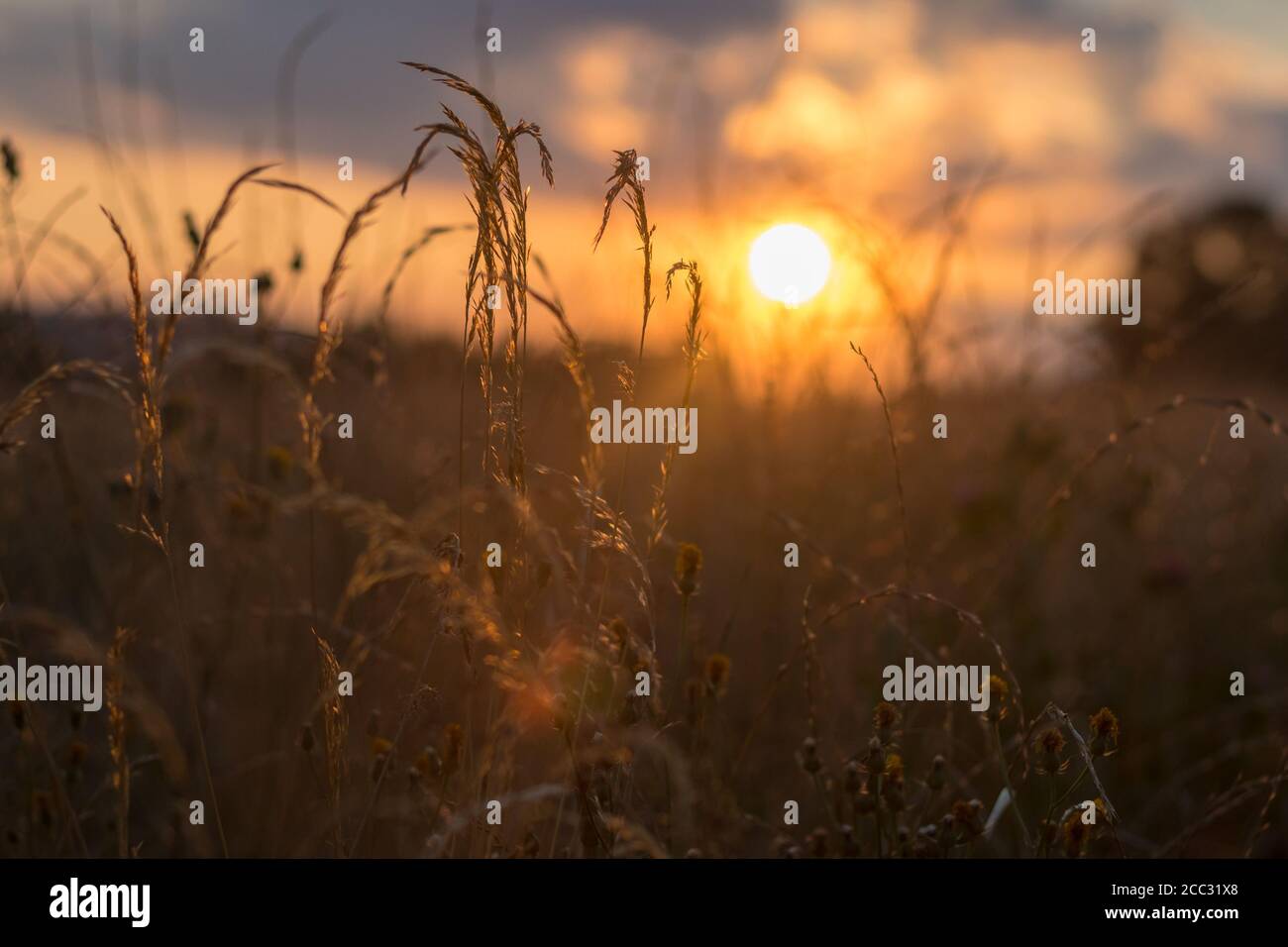 grande herbe au coucher du soleil - coucher du soleil, soirée d'été dans la campagne Banque D'Images