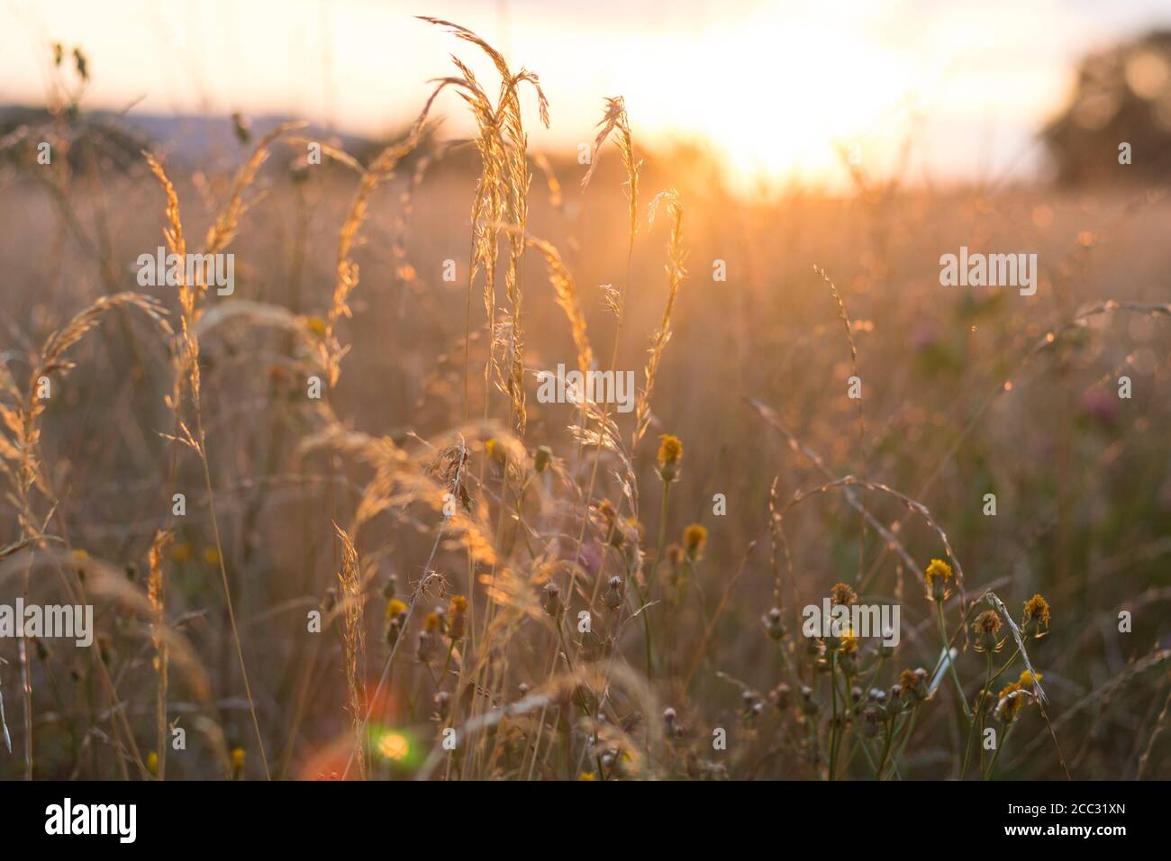 grande herbe au coucher du soleil - coucher du soleil, soirée d'été dans la campagne Banque D'Images