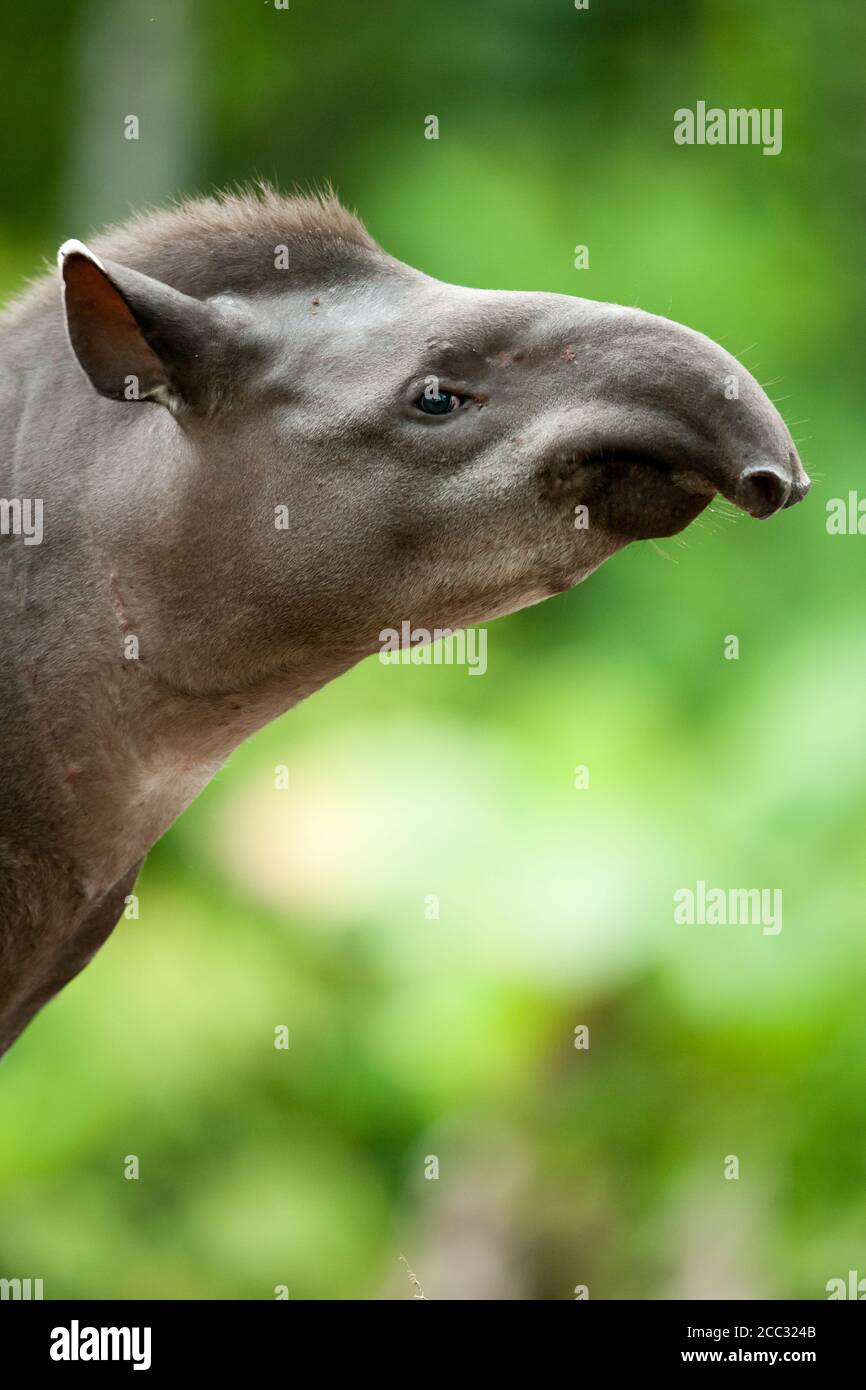 Un tapir d'Amérique du Sud (Tapirus terrestris) dans la forêt amazonienne équatorienne Banque D'Images