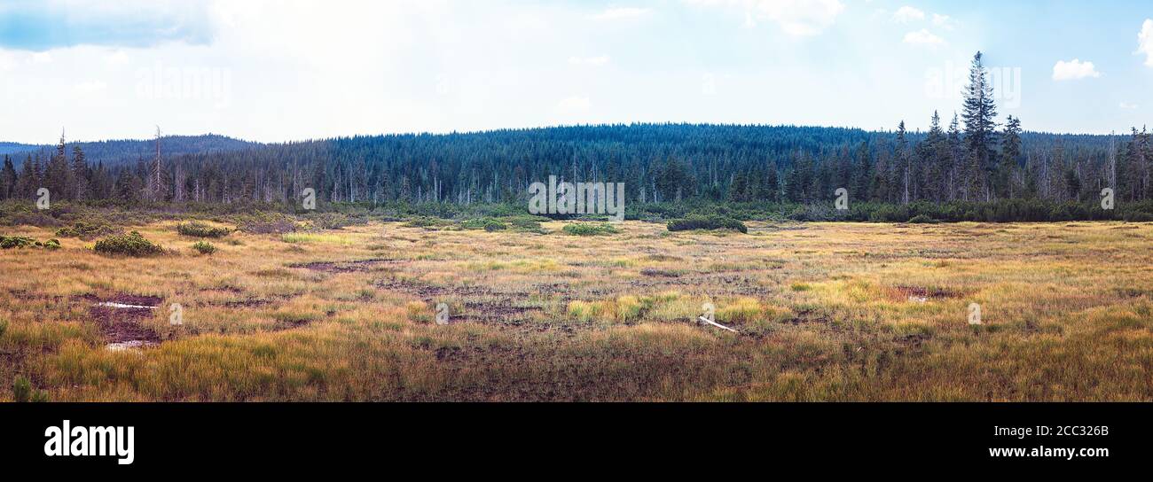 Paysage avec tourbière, herbe et forêt - tourbière Jizerky, République Tchèque Banque D'Images