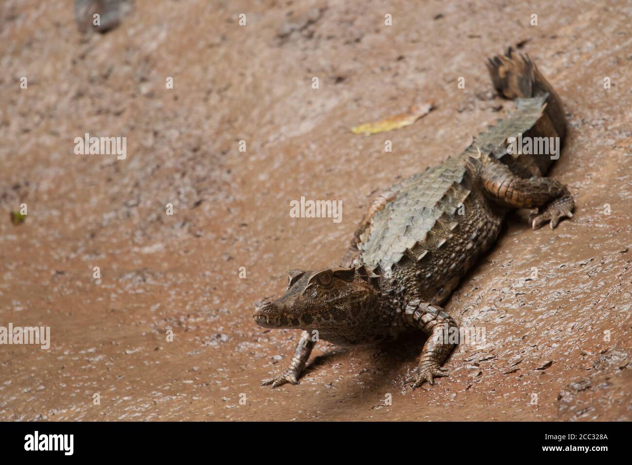 Un caïman noir, également connu sous le nom d'alligator, repose sur la rive de la rivière (Melanosuchus niger) Banque D'Images