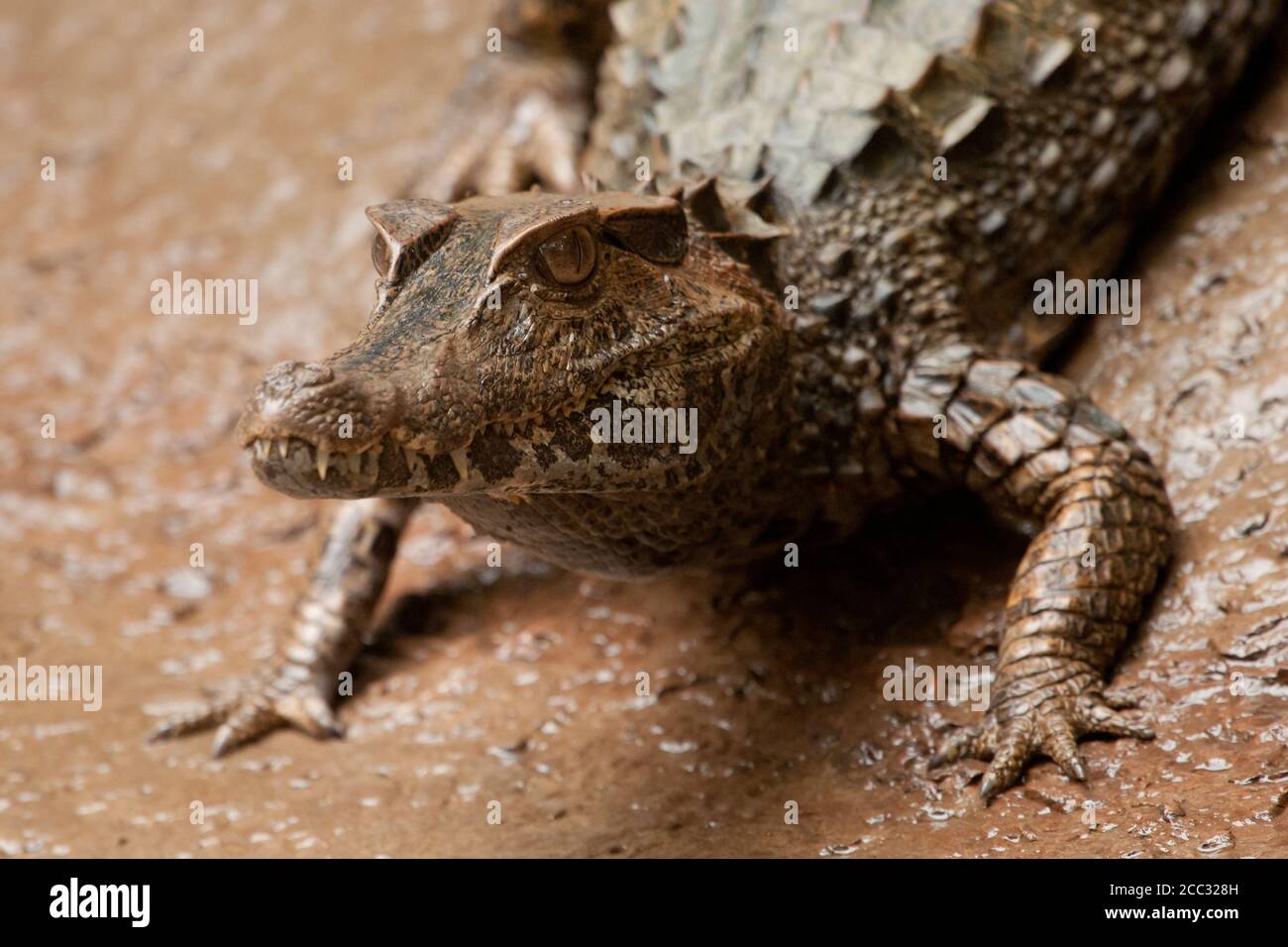 Un caïman noir, également connu sous le nom d'alligator, repose sur la rive de la rivière (Melanosuchus niger) Banque D'Images