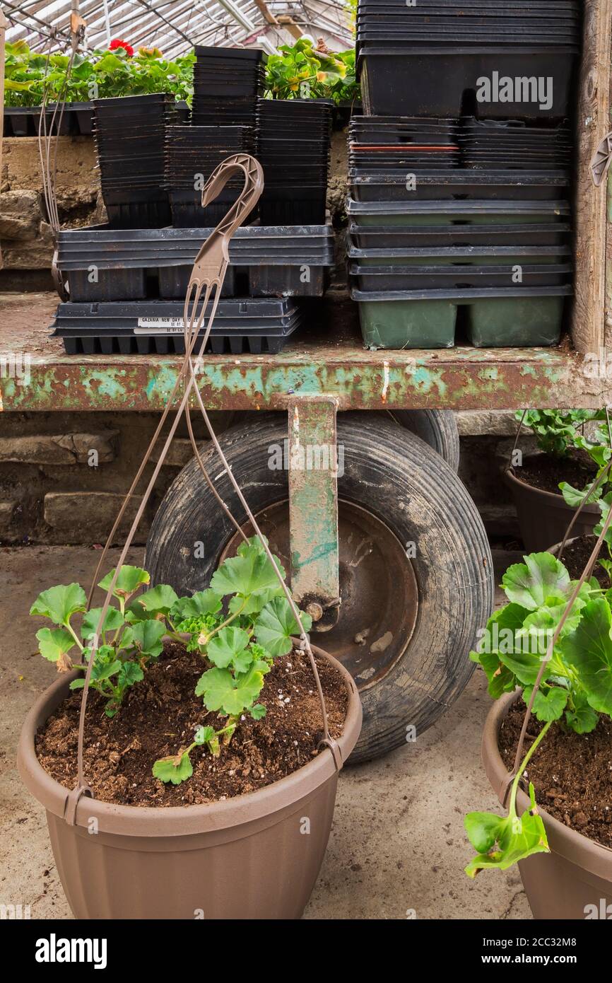Pelargonium - Geranium plantes dans des paniers suspendus en plastique brun et des piles de plateaux pour planter des semis sur remorque à l'intérieur de la serre. Banque D'Images