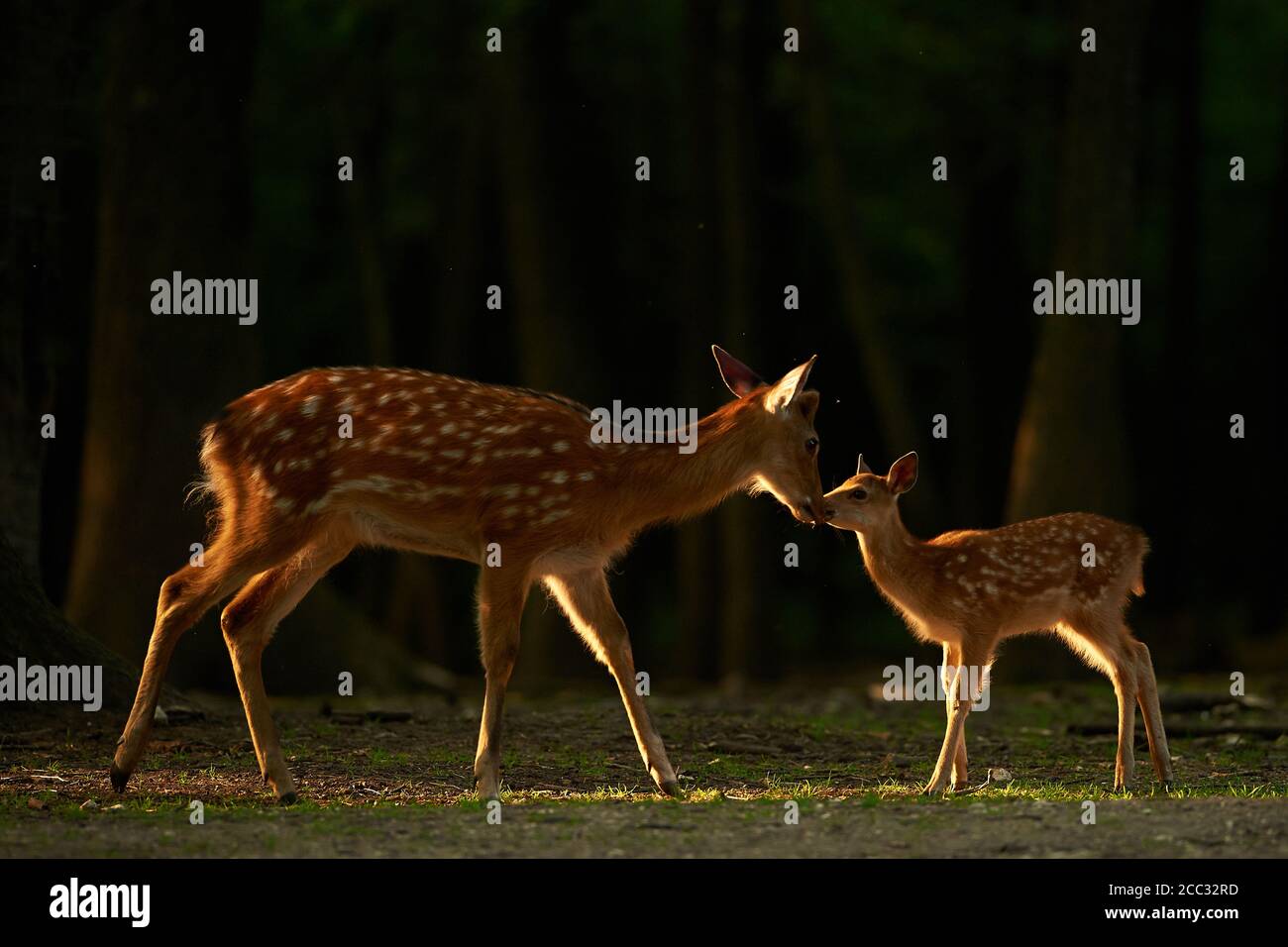 Une femelle et son jeune daim touch nez dans un faisceau de lumière (Dama dama) Banque D'Images