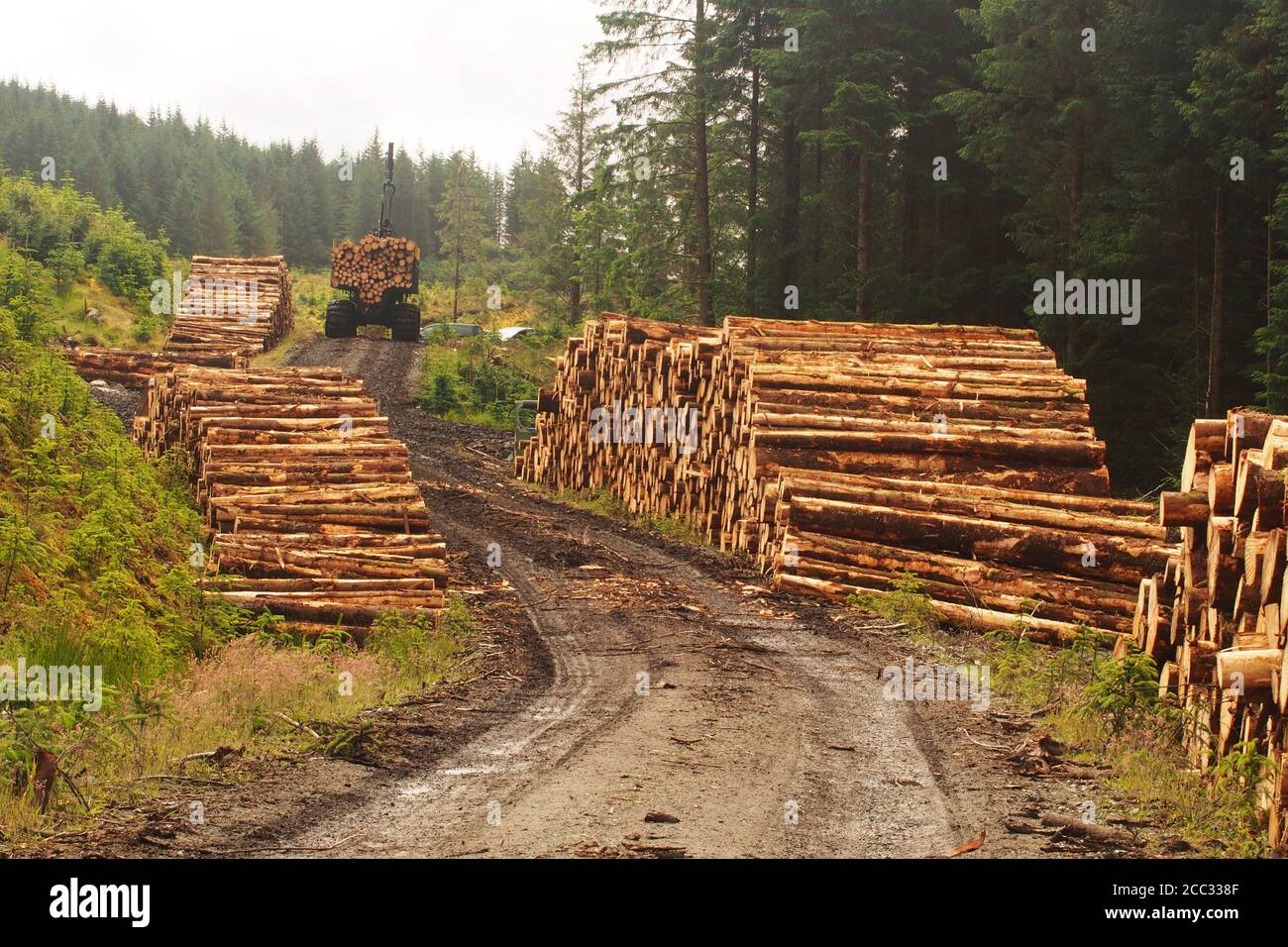 En regardant le long des extrémités de deux tas de rondins coupés d'arbres à feuilles persistantes, coupés et chargés par la commission forestière avec un transitaire Ponsse à Argyll, en Écosse Banque D'Images