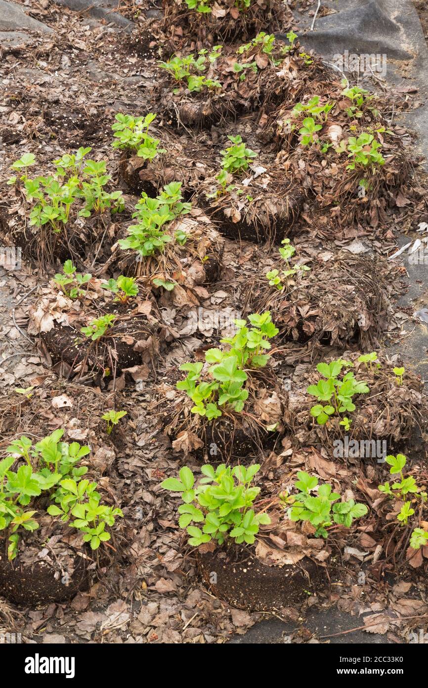 Jeunes Fragaria x ananassa - plantes de fraise avec des systèmes de racines prêts à être plantés. Banque D'Images
