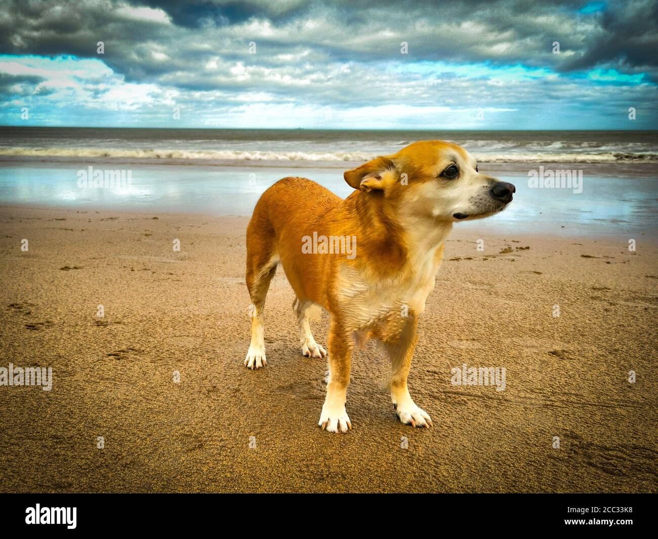 chien de plage Banque D'Images