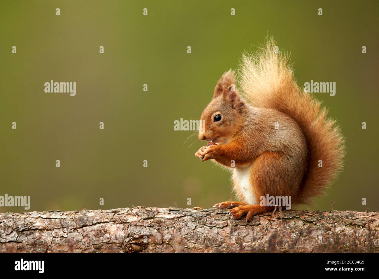 L'Écureuil roux (Sciurus vulgaris) Le Parc National de Cairngorms, en Écosse, Royaume-Uni Banque D'Images