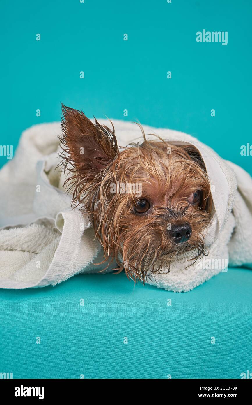 Chien terrier du Yorkshire après la douche dans une serviette sur fond bleu Banque D'Images