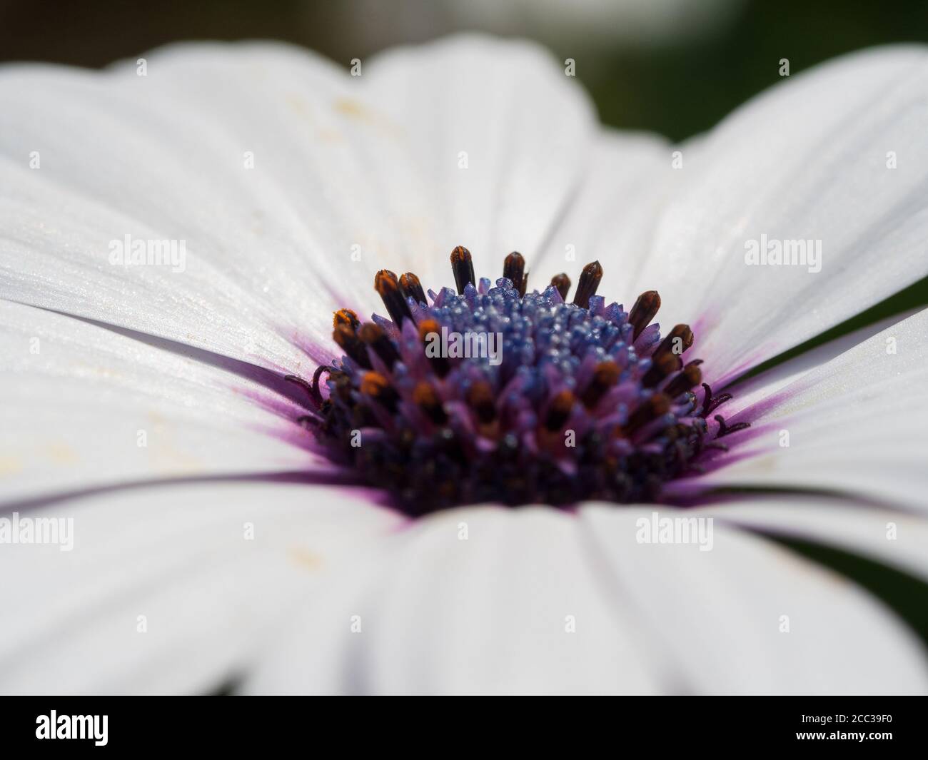 Macro du côté de l'Africain Daisy Soprano violet œil parsemé de pollen Banque D'Images