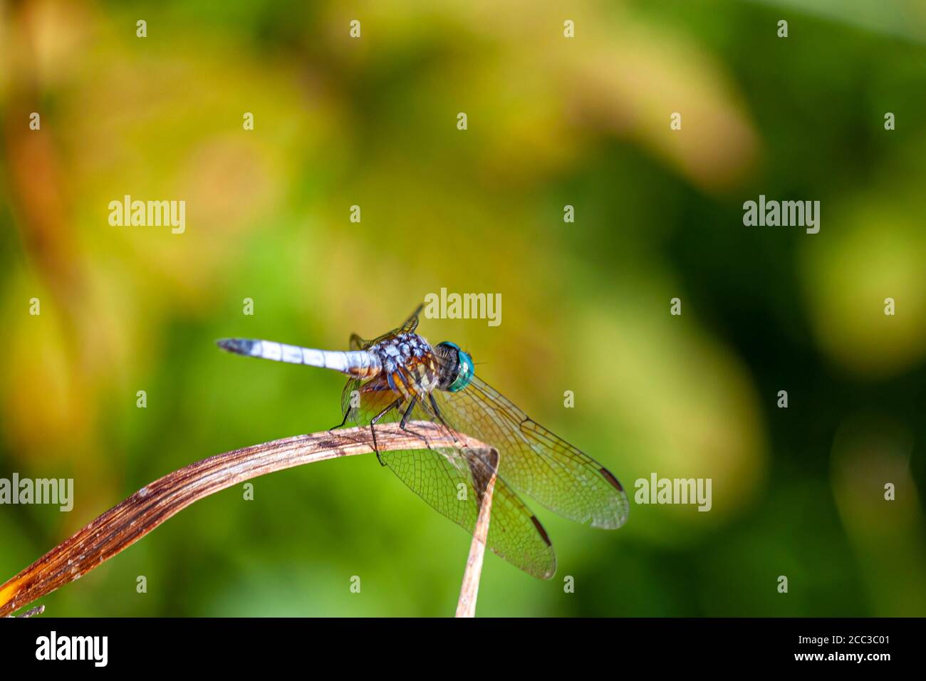 Une image isolée en gros plan d'une libellule dasher bleu vif (Pachydipax longipennis) sur un bâton. Cette photo de vue latérale affiche des dégradés de couleurs Banque D'Images