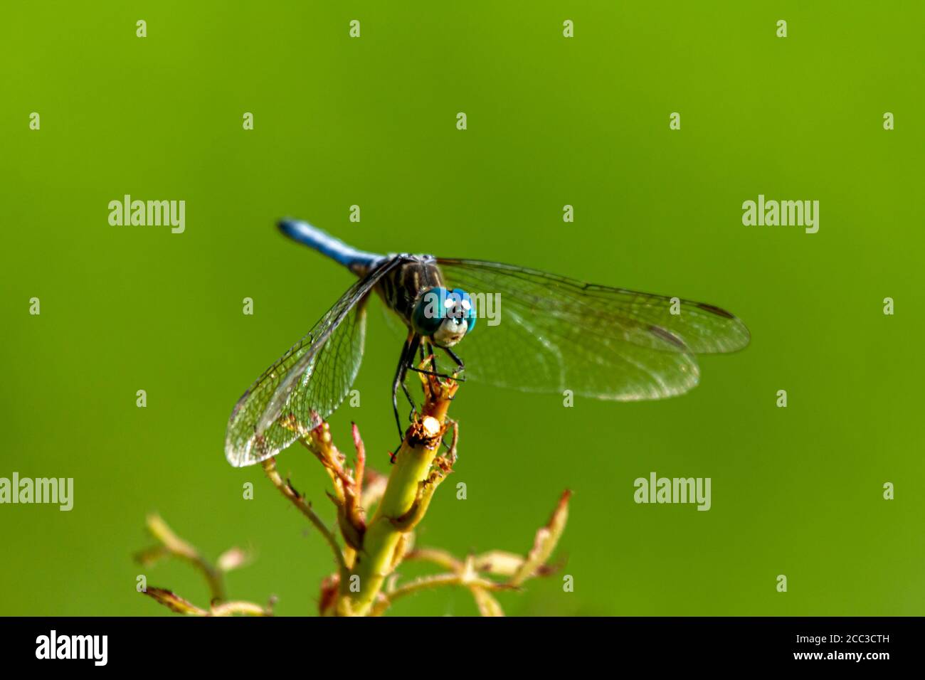 Une image isolée en gros plan d'une libellule dasher bleu vif (Pachydipax longipennis) sur un bâton. Cette photo de vue latérale affiche des dégradés de couleurs Banque D'Images