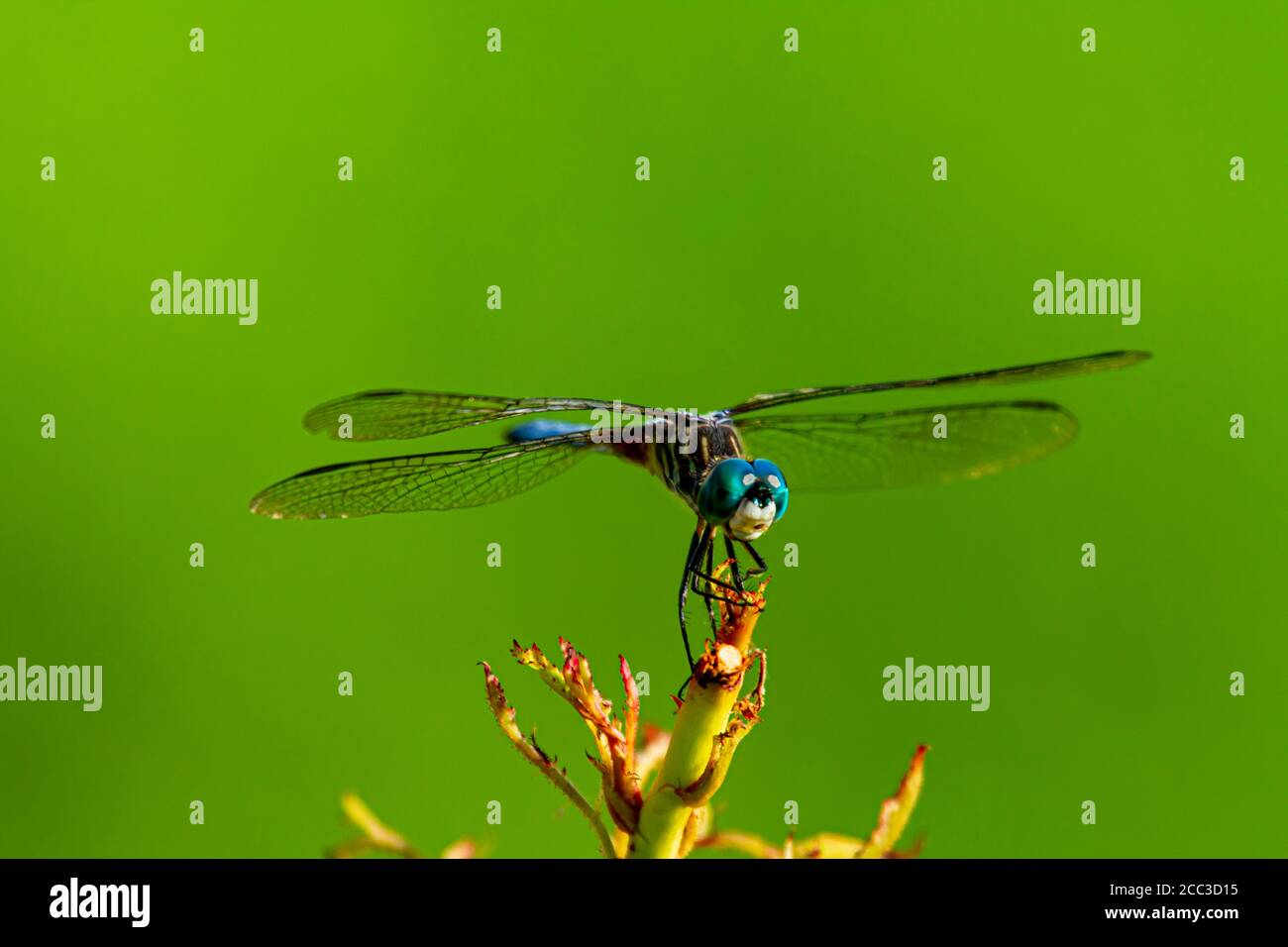 Une image isolée en gros plan d'une libellule dasher bleu vif (Pachydipax longipennis) sur un bâton. Cette photo de vue latérale affiche des dégradés de couleurs Banque D'Images