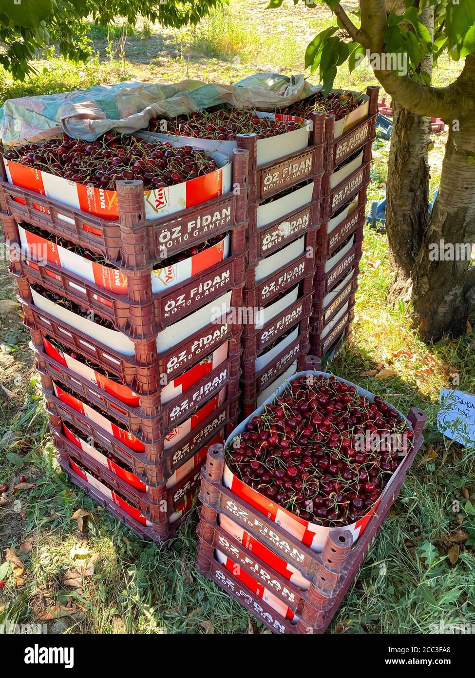 Kahramanmaras, Turquie juin 2020 : temps de récolte dans le jardin de cerises. Les agriculteurs collectent des cerises. Banque D'Images