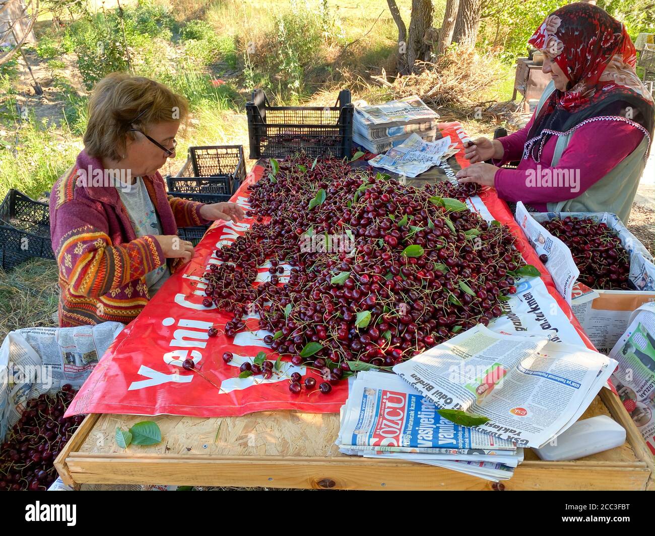 Kahramanmaras, Turquie juin 2020 : temps de récolte dans le jardin de cerises. Les agriculteurs collectent des cerises. Banque D'Images