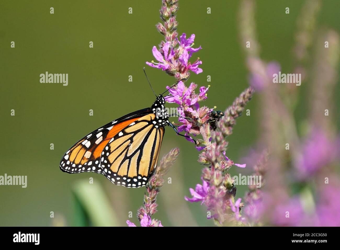 Papillons monarques sur Loosestrife violet Banque D'Images