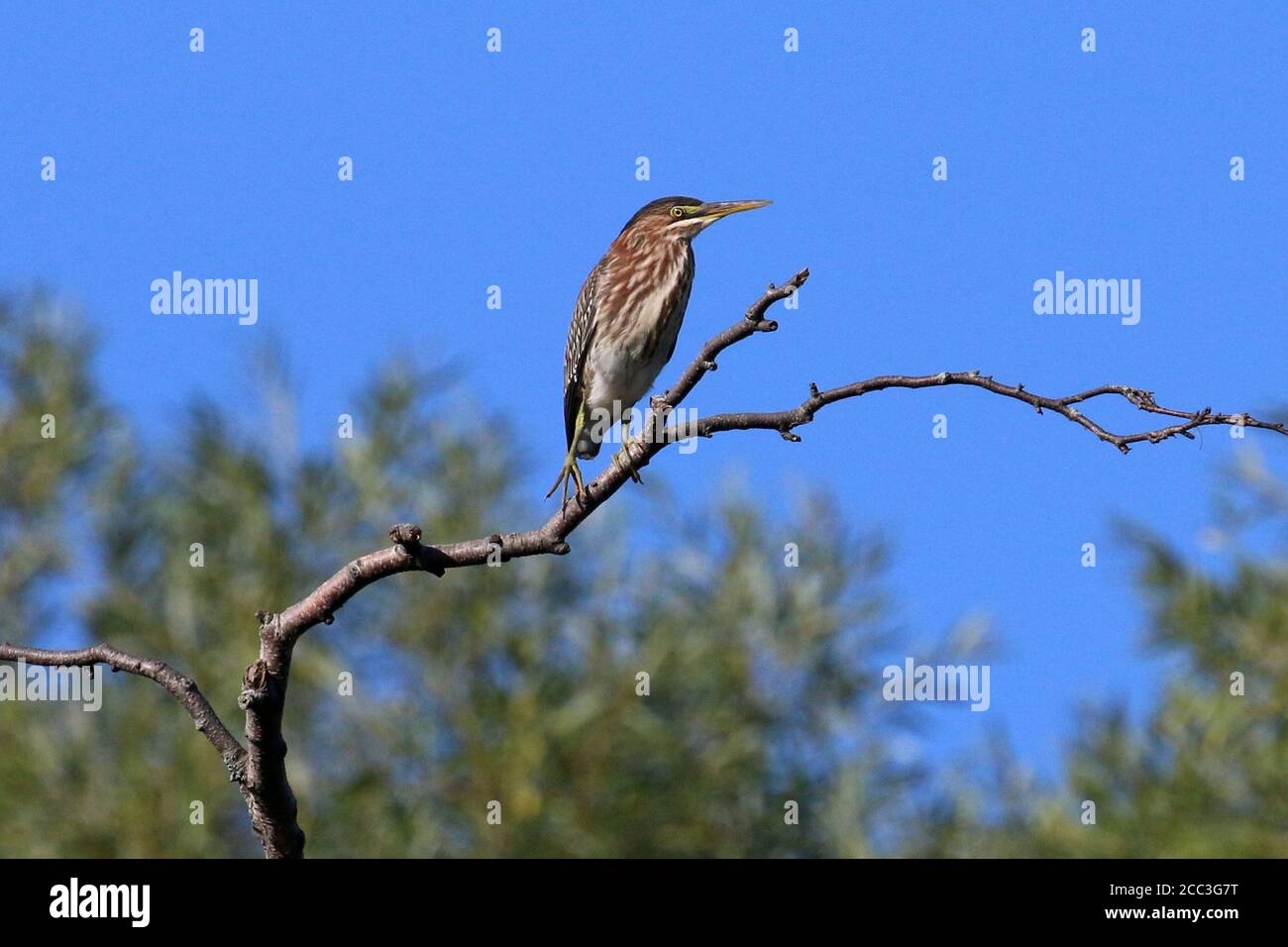 Heron vert dans la pêche en rivière ou en vol Banque D'Images