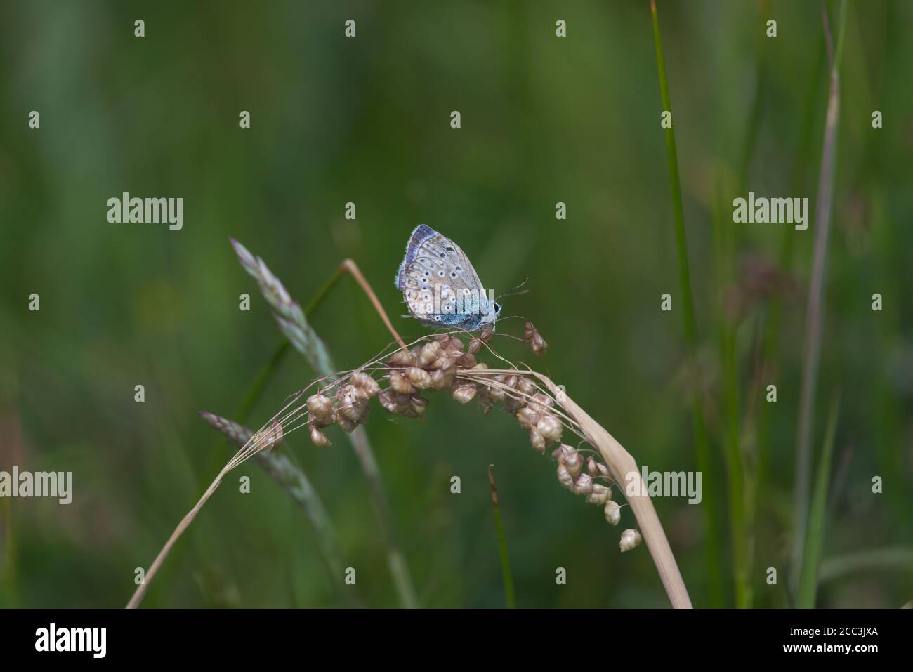 1 - le papillon bleu commun scintille contre le fond vert foncé de la prairie. Perchée sur de l'herbe sèche par temps chaud en été. Des couleurs éclatantes. Banque D'Images