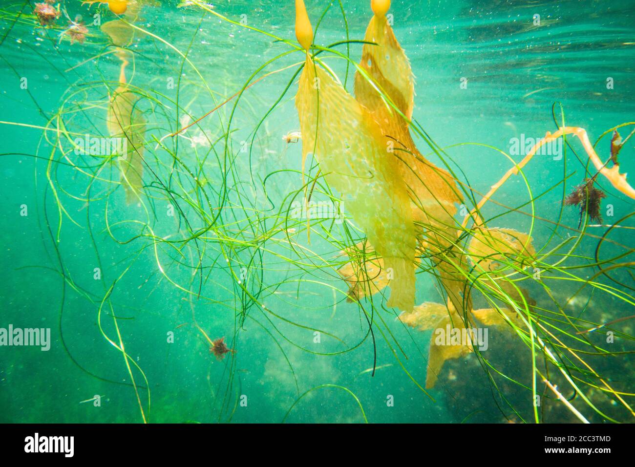 Des lames d'herbe de mer et de varech flottent à la surface de la Jolla Cove, à San Diego, en Californie. Banque D'Images