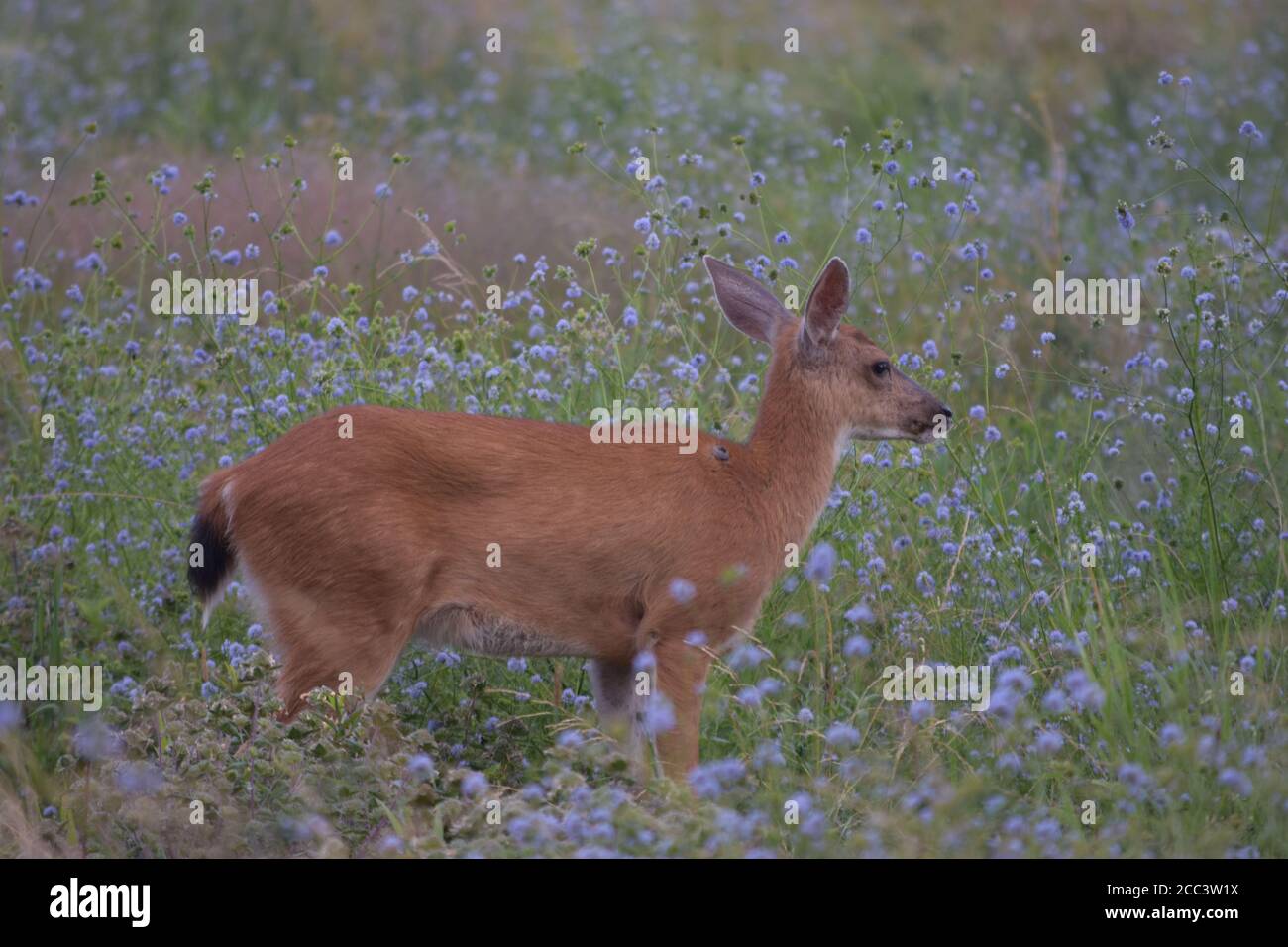 Cerf parmi les fleurs sauvages pourpres, réserve naturelle de Tualatin River Banque D'Images