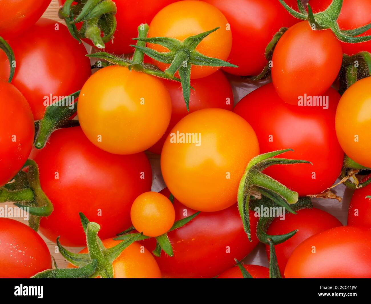 Gros plan des tomates cultivées à la maison, des variétés Mountain Magic, Tutti Frutti et Sungold Banque D'Images