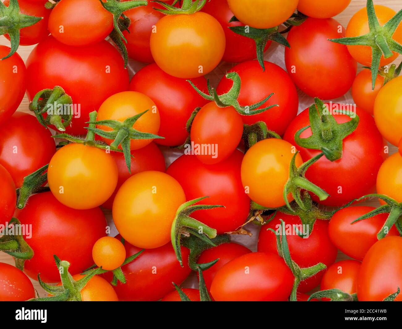 Gros plan des tomates cultivées à la maison, des variétés Mountain Magic, Tutti Frutti et Sungold Banque D'Images