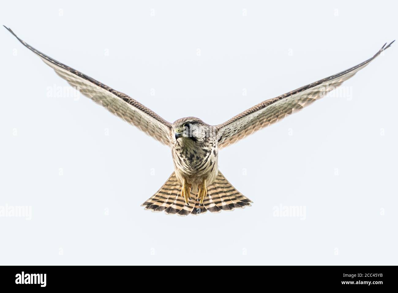 Faucon crécerelle Banque D'Images