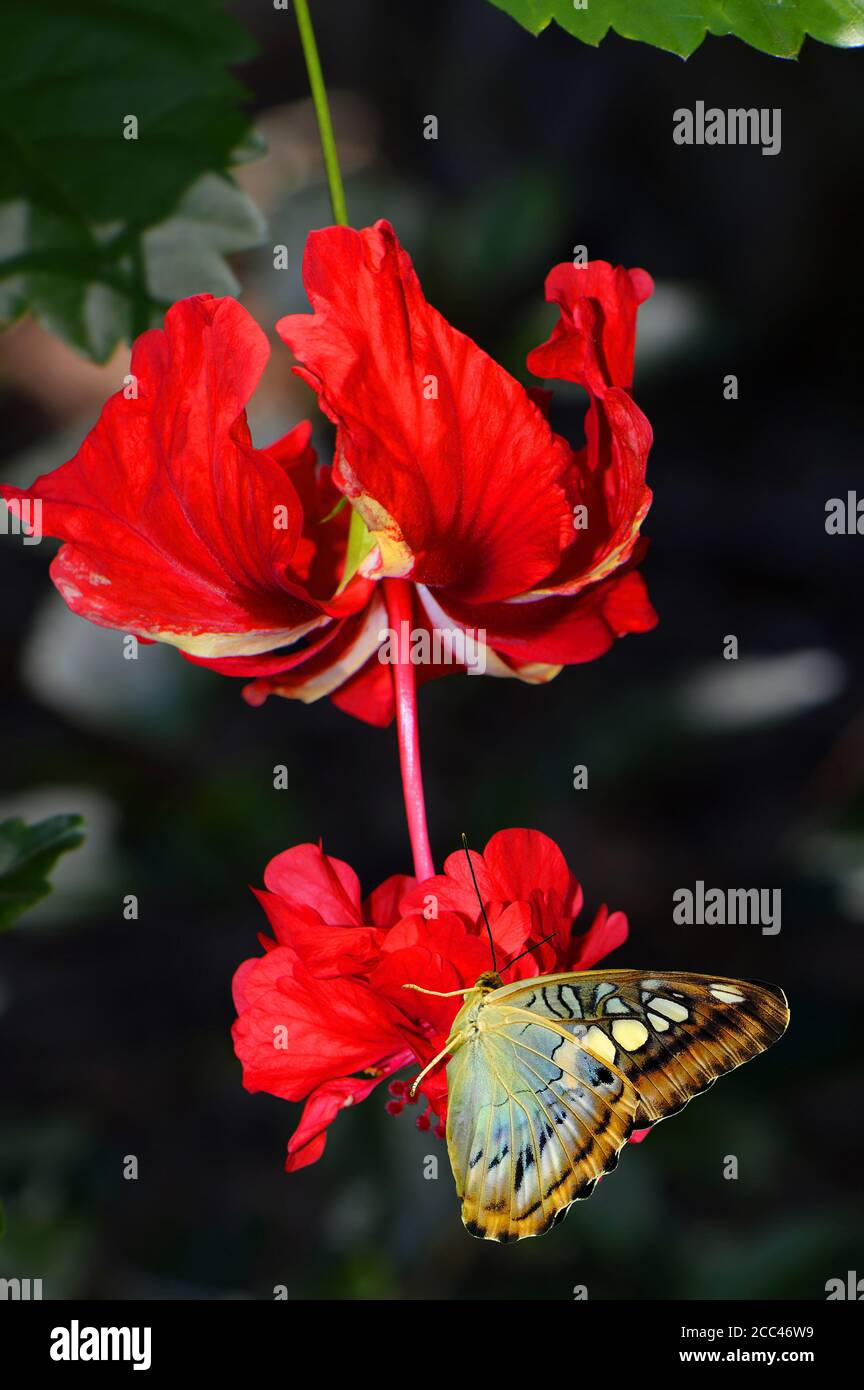 Bleu malaisien coupe papillon nom latin parthenos sylvia violacea on Une fleur d'hibiscus tropical variégée nom latin Hibiscus rosa-sinensis Banque D'Images