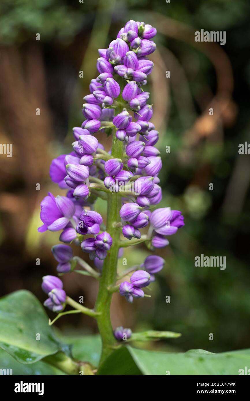 Une belle fleur pourpre Banque D'Images