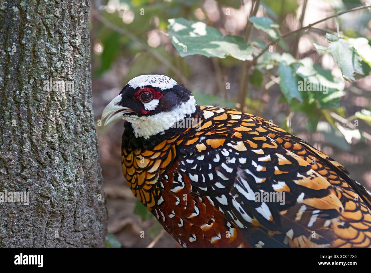 Mâle Reeve Pheasant, Syrmaticus Reevesii Banque D'Images