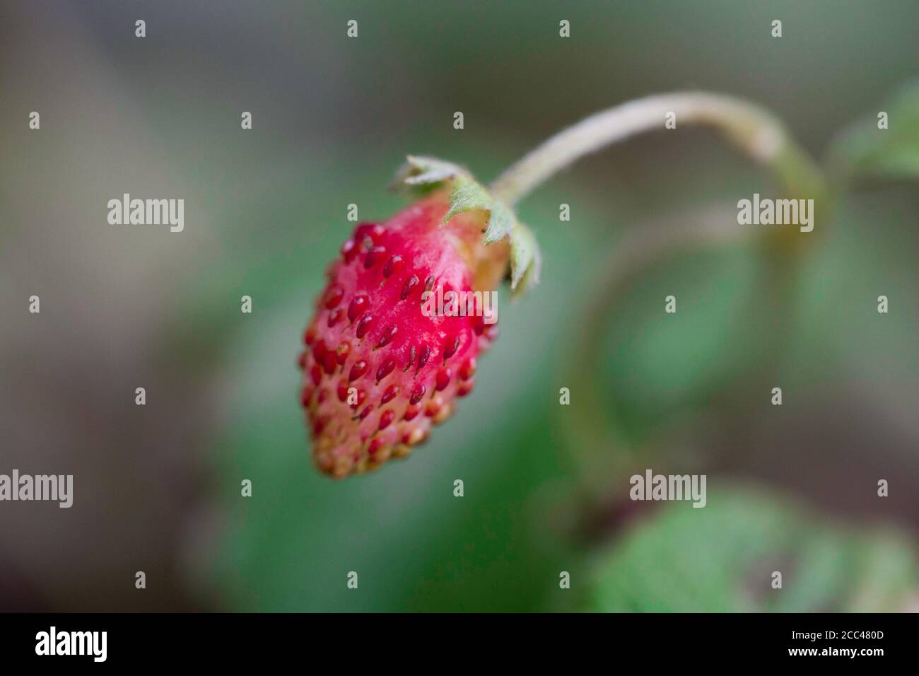 Une petite fraise pousse dans le jardin Banque D'Images