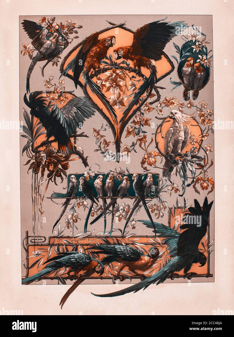 Imprimé art nouveau lithographe par Anton SEDAR. Série animale: Perroquets. Vienne, Autriche-Hongrie. 1897 Anton Johann Nepomuk Seder (1850 - 1916) était un germe Banque D'Images