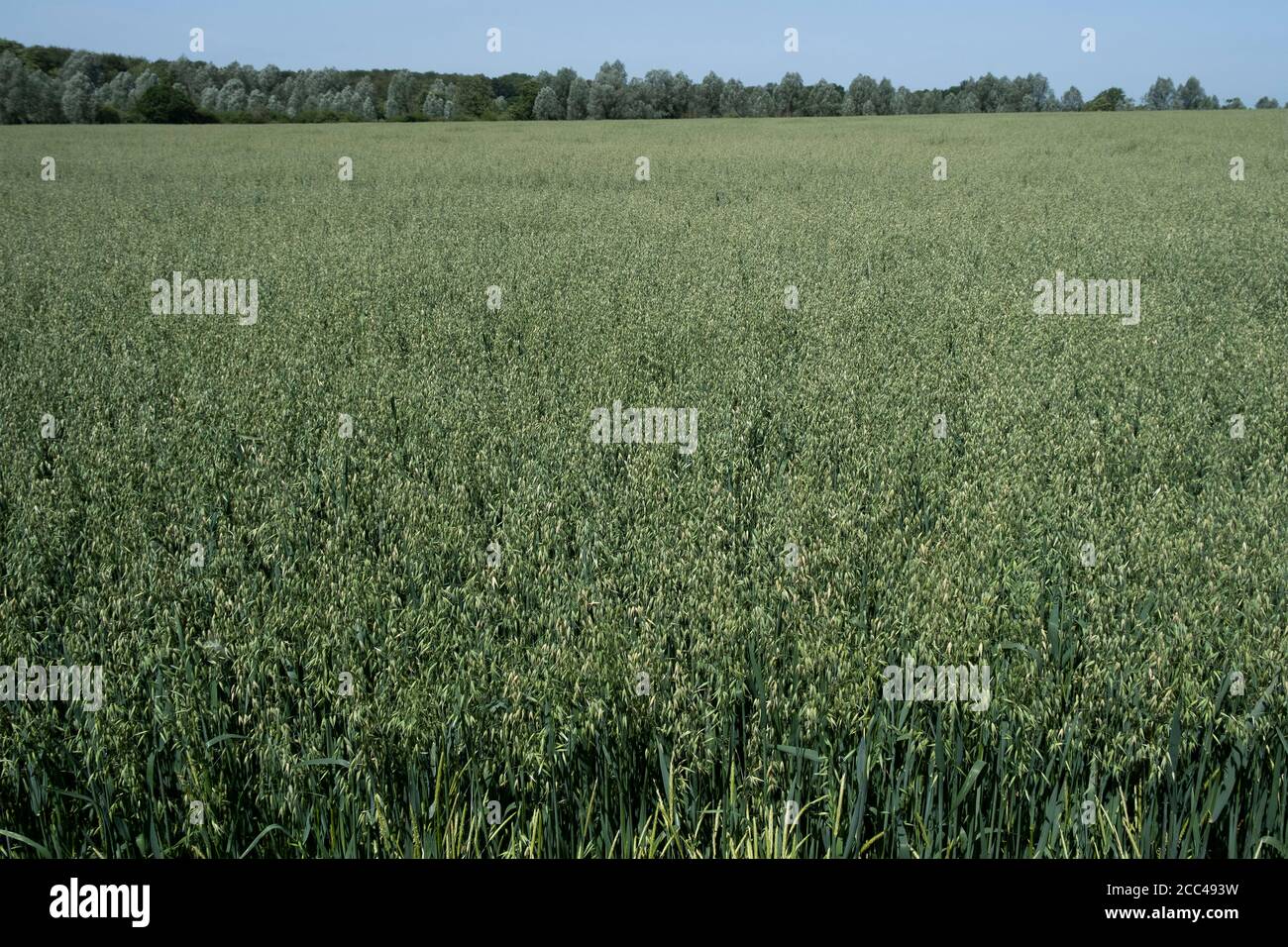 Vue sur le champ d'avoine près de Great Waltham, Essex, Angleterre. Banque D'Images